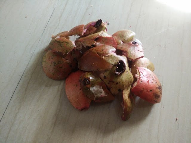 Photo / Picture of Pomegranate Fruit Photo / Picture of Pomegranate Fruit
