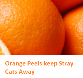 - Oranges citrus fruit peel (Santre Ke Chilke)  Orange Peels keep Stray Cats Away