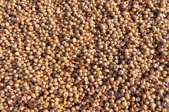 Jowar/Sorghum Benefits for Health and Nutritional Value Jowar/Sorghum Benefits for Health and Nutritional Value