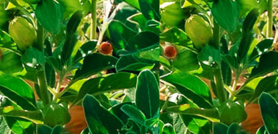 Ashwagandha - Side-Effects, Interactions and warnings Ashwagandha - Side-Effects, Interactions and warnings