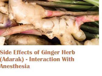 Side Effects of Ginger Herb (Adarak) - Interaction With Anesthesia Side Effects of Ginger Herb (Adarak) - Interaction With Anesthesia