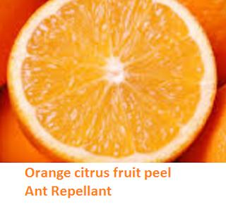 Orange citrus fruit peel Ant Repellant - Oranges citrus fruit peel (Santre Ke Chilke) 