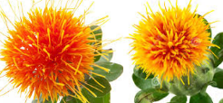 Food Diet tips for healthy skin Safflower Oil for healthy glowing skin Food Diet tips for healthy skin Safflower Oil for healthy glowing skin
