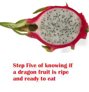 Step Five of knowing if a dragon fruit is ripe and ready to eat Step Five of knowing if a dragon fruit is ripe and ready to eat