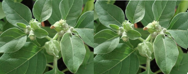 Ashwagandha - Side-Effects, Interactions and warnings Ashwagandha - Side-Effects, Interactions and warnings