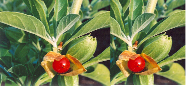 Ashwagandha In Combination With Other Herbs Plants and Dosage of Ashwagandha Ashwagandha In Combination With Other Herbs Plants and Dosage of Ashwagandha