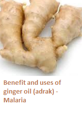 Benefit and uses of ginger oil (adrak) -  Malaria