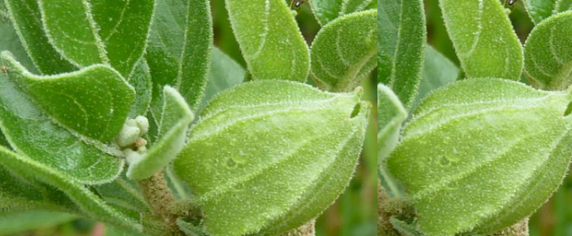 Ashwagandha - Side-Effects, Interactions and warnings Ashwagandha - Side-Effects, Interactions and warnings