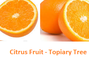 Topiary Tree -citrus orange peels - Oranges citrus fruit peel (Santre Ke Chilke) 