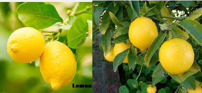 Uses of Lemon for healthy hair Uses of Lemon for healthy hair