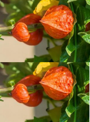 Ashwagandha In Combination With Other Herbs Plants and Dosage of Ashwagandha Ashwagandha In Combination With Other Herbs Plants and Dosage of Ashwagandha