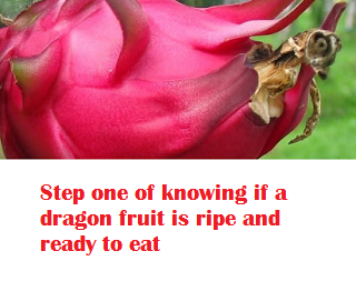 Step one of knowing if a dragon fruit is ripe and ready to eat Step one of knowing if a dragon fruit is ripe and ready to eat