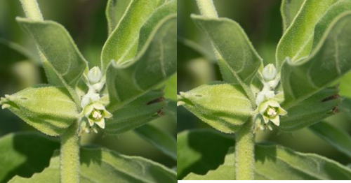 Ashwagandha - Side-Effects, Interactions and warnings Ashwagandha - Side-Effects, Interactions and warnings