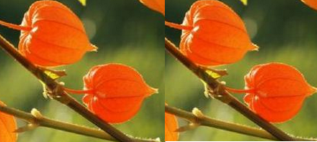 Ashwagandha - Side-Effects, Interactions and warnings Ashwagandha - Side-Effects, Interactions and warnings
