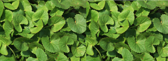 Ashwagandha - Side-Effects, Interactions and warnings Ashwagandha - Side-Effects, Interactions and warnings