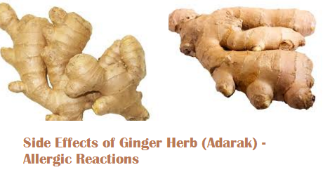 Side Effects of Ginger Herb (Adarak) - Allergic Reactions Side Effects of Ginger Herb (Adarak) - Allergic Reactions