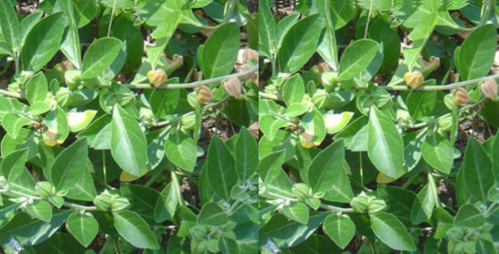 Ashwagandha In Combination With Other Herbs Plants and Dosage of Ashwagandha Ashwagandha In Combination With Other Herbs Plants and Dosage of Ashwagandha