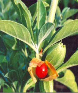 Ashwagandha - Side-Effects, Interactions and warnings Ashwagandha - Side-Effects, Interactions and warnings