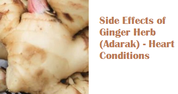 Side Effects of Ginger Herb (Adarak) - Heart Conditions Side Effects of Ginger Herb (Adarak) - Heart Conditions