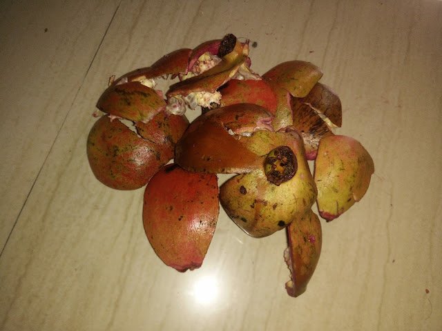 Photo / Picture of Pomegranate Fruit Photo / Picture of Pomegranate Fruit