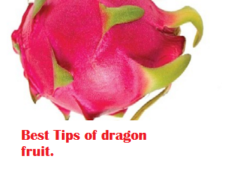 Best Tips of dragon fruit. Best Tips of dragon fruit.