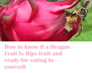 How to know if a Dragon Fruit Is Ripe fruit and ready for eating by yourself How to know if a Dragon Fruit Is Ripe fruit and ready for eating by yourself