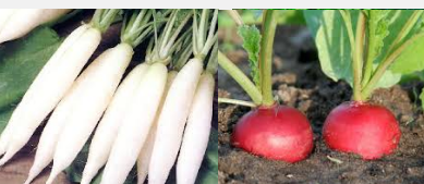 Good News now you can make your own vegetable peel facial at home Good News now you can make your own vegetable peel facial at home