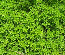 Best effective home remedies to get rid of cough Best effective home remedies to get rid of cough
