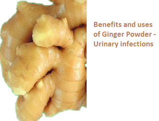 Benefits and uses of Ginger Powder - Urinary infections Benefits and uses of Ginger Powder - Urinary infections