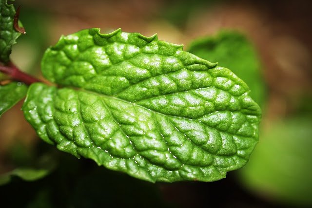 Peppermint/Pudina Benefits for hair Peppermint/Pudina Benefits for hair
