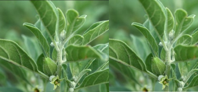 Ashwagandha - Side-Effects, Interactions and warnings Ashwagandha - Side-Effects, Interactions and warnings