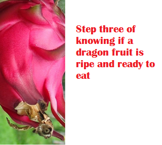 Step three of knowing if a dragon fruit is ripe and ready to eat Step three of knowing if a dragon fruit is ripe and ready to eat