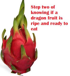Step two of knowing if a dragon fruit is ripe and ready to eat Step two of knowing if a dragon fruit is ripe and ready to eat
