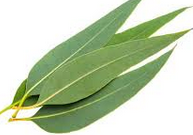 Best effective home remedies to get rid of cough Best effective home remedies to get rid of cough