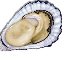 Food Diet tips for healthy skin Oysters for healthy glowing skin Food Diet tips for healthy skin Oysters for healthy glowing skin