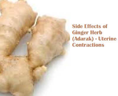 Side Effects of Ginger Herb (Adarak) - Uterine Contractions Side Effects of Ginger Herb (Adarak) - Uterine Contractions