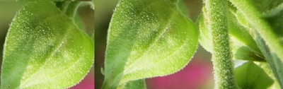 Ashwagandha In Combination With Other Herbs Plants and Dosage of Ashwagandha Ashwagandha In Combination With Other Herbs Plants and Dosage of Ashwagandha