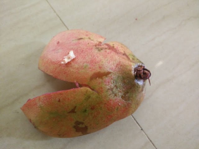 Photo / Picture of Pomegranate Fruit Photo / Picture of Pomegranate Fruit