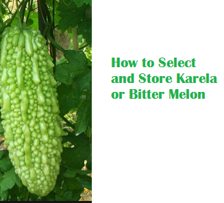 How to Select and Store Karela or Bitter Melon