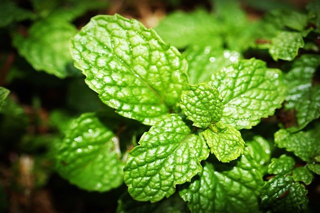 Peppermint/Pudina Benefits for Health, Hair, Skin Peppermint/Pudina Benefits for Health, Hair, Skin