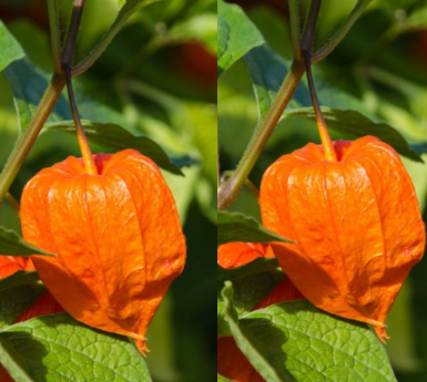 Ashwagandha In Combination With Other Herbs Plants and Dosage of Ashwagandha Ashwagandha In Combination With Other Herbs Plants and Dosage of Ashwagandha