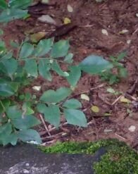 (Kadi Patta) Curry Leaves for Hair (Kadi Patta) Curry Leaves for Hair