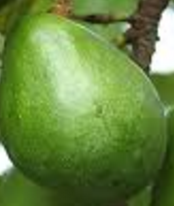 Amazing health benefits of Avocado Butter Fruit Makhanphal - Avocado Help with Kidney stones Amazing health benefits of Avocado Butter Fruit Makhanphal - Avocado Help with Kidney stones