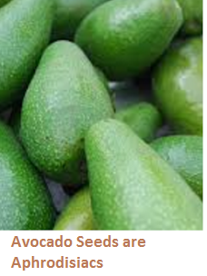 Avocado Seeds are Aphrodisiacs Avocado Seeds are Aphrodisiacs
