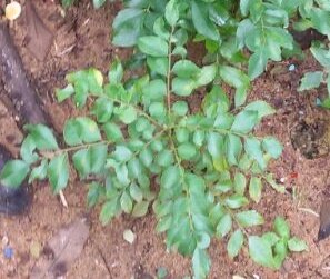 Curry Leaves (Kadi Patta) - Get Rid of Dandruff Curry Leaves (Kadi Patta) - Get Rid of Dandruff