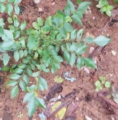 How to Use curry leaves to get rid of acne How to Use curry leaves to get rid of acne
