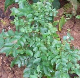 How to make curry leaves hair mask How to make curry leaves hair mask