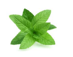 Peppermint or pudina Herb