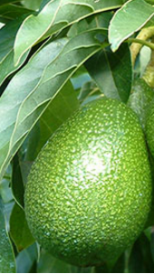Serious Side Effects Of Avocados (Butter Fruit) You must restrict the consumption of Avocado fruit if you are on diet Serious Side Effects Of Avocados (Butter Fruit) You must restrict the consumption of Avocado fruit if you are on diet