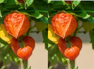 Ashwagandha (indian ginseng) Nutritional Value
